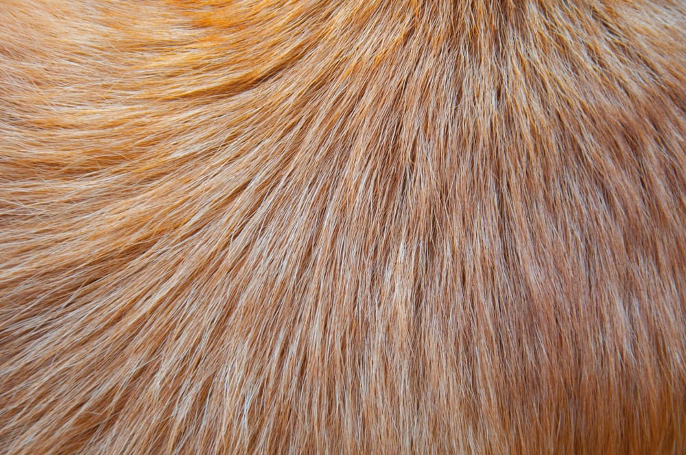 Porte-Clés Mémoire Pour Poils De Chat Ou Chien - Capsule Transparente En Forme De Patte, Cuir PU - Cadeau Émotionnel
